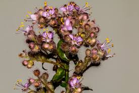 Image result for Floscopa glomerata