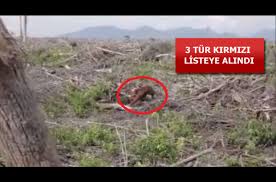 3 Hayvan Turu Kritik Bir Bicimde Tehlike Altinda Sondakika Haberler