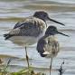 Guided Birding Walk: Shorebirds event in Bonita Springs, FL