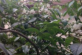 Image result for Crateva