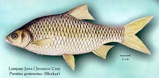 Ikan lampam terbahagi 2 jenis iaitu ikan lampam sungai dan ikan lampam jawa. Lampam Jawa Zainalai2008 Flickr