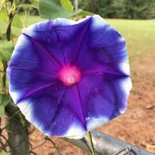 Image result for Ipomoea nil