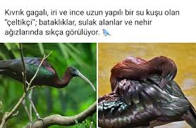Belinay Adli Kullanicinin Ilginc Bilgiler Panosundaki Pin 2020 Bilgi Kusu