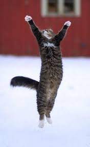 Account Suspended Cute Cats Cats Animals