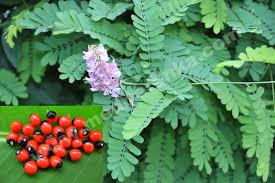 Image result for Abrus canescens