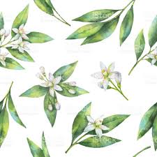 Black And White Orange Blossom Clip Art Watercolor Fruit Orange Seamless Pattern Of Flowers And Leaves Watercolor Fruit Floral Watercolor Watercolor Flowers