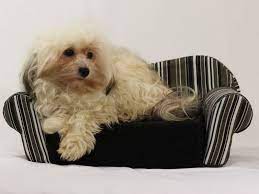 Check spelling or type a new query. Havapoo Puppies For Sale In Us Can Top 6 Breeders 2021 Update