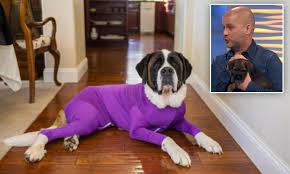 trainer blasts shed defender onesie for dogs daily mail