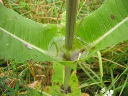 Image result for Dipsacus