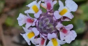 Image result for Verbenaceae