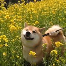 We did not find results for: Taro Funnymaru Shiba Inu Gif On Gifer By Moron