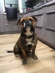 ap qarlo continental bulldog male continental bulldog continental hunde