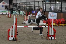 Bred for health and temperament. Poodle Blogger Parti Poodle Takes Top Honors At U K Agility Grand Finals