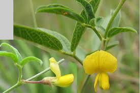 Image result for Rhynchosia