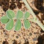 Image result for Tephrosia uniflora