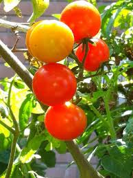 Set the bag in the refrigerator for up to three days to delay tomatoes from over ripening until you need them. Freezing Cherry Tomatoes Hgtv