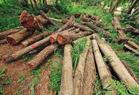 Sawmilling, wood chipping and veneer manufacturing. Malaysia S Timber Industry Archives Clean Malaysia