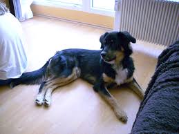 The australian shepherd lab mix is a blended variety dog — a cross between. Jacky Australian Shepherd Labrador Mischling Mix