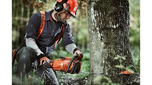 6 steps to successful tree felling | Husqvarna UK