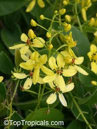 Image result for Tristellateia africana