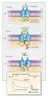 Image result for Quinidine
