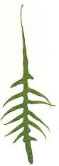 Image result for Microsorum scandens