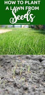 How To Grow A Lawn From Seeds Growing Grass Growing Grass From Seed Planting Grass