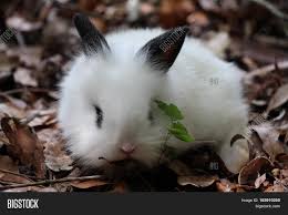 Select from premium lionhead rabbit of the highest quality. Black White Baby Image Photo Free Trial Bigstock