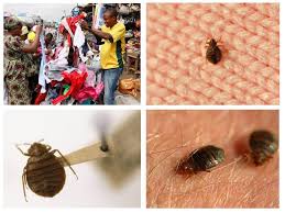 Mungkin anda atau salah seorang ahli rumah pergi ke sanatorium, rumah tumpangan, kem, dari mana dan membawa hadiah. Bugs Di Apartmen Sebab Sebab Penampilan Katil Atau Bed Bugs