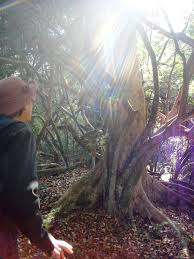 Image result for Scolopia mundii