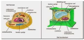Sel hewan dan sel tumbuhan dari plastisin. Sel Tumbuhan Jenis Struktur Bagian Gambar Fungsi Ciri