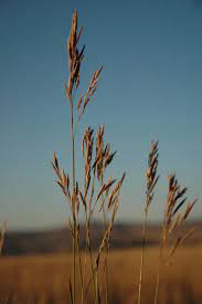 We did not find results for: Mountain Brome Great Basin Seeds High Elevation Grass Seed