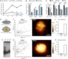 The HDL particle composition determines its antitumor activity in  pancreatic cancer | Life Science Alliance