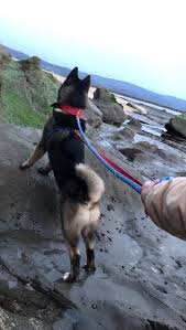 Tide pools are rocky pools of salt water that are often created only at low tide, where you can view thousands of species of exotic marine life, wildlife, fauna, and flora. Half Moon Bay Tide Pool Akita