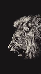 Download Lion Wallpaper Iphone Lion Wallpaper Animal Wallpaper