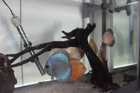 Ikan hias air laut yellow tang dapat dikatakan sebagai keluarga ikan hias air laut botana blue tang. Pengelolaan Aset Berupa Ikan Hias Sebagai Salah Satu Katalis Pemulihan Ekonomi Nasional