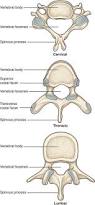 Image result for Lumbar vertebrae