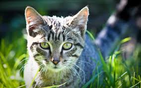 صور حيوانات نتائج بحث صور ياهو Animals Cat Day Cat Lovers