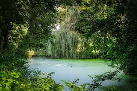 Maybe you would like to learn more about one of these? Pond Lake Nature Water Forest Landscape Rest Park River Ducks Fantasy Pikist