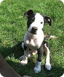 Maybe you would like to learn more about one of these? 20 Rescue Dogs Ideas Rescue Dogs Dogs Pet Adoption