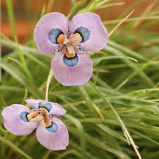 Image result for Moraea carsonii