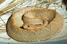 The san diego zoo was the first facility in the world to hatch the aruba. Aruba Island Rattlesnake Photograph By Millard Sharp