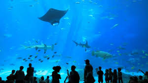 The World S Largest Aquarium Georgia Aquarium Atlanta Ga Georgia Aquarium Around The World In 80 Days Girl In Water