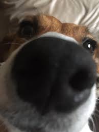 Create Meme The Dog S Nose Beagle Dog Jack Russell Pictures Meme Arsenal Com