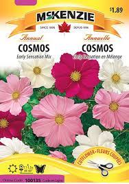 Cosmos Early Sensation Mix Mckenzie Seeds Seed Germination Cosmos Colorful Flowers
