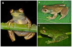 Image result for Hyloscirtus criptico