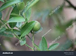 Image result for Dovyalis afra