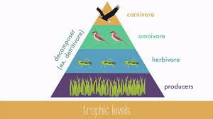 Energy Transfer In Trophic Levels Trophic Level Biology Lessons Study Notes