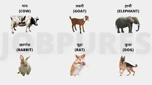 Kearley / getty images sometimes, the best name for an animal is one that references another member of the animal kingdom. 30 Domestic Pet Animals Name In Hindi à¤ª à¤²à¤¤ à¤œ à¤¨à¤µà¤° à¤¨ à¤®