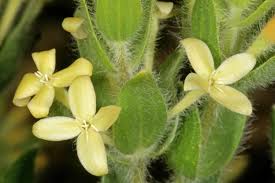 Image result for Gnidia virescens